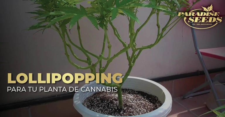 Cómo hacer la poda lollipop a tus plantas de cannabis