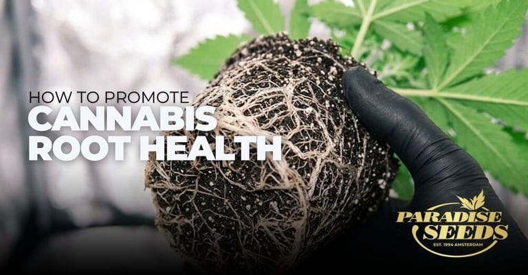 Cannabis Root Health for Bigger Plants
