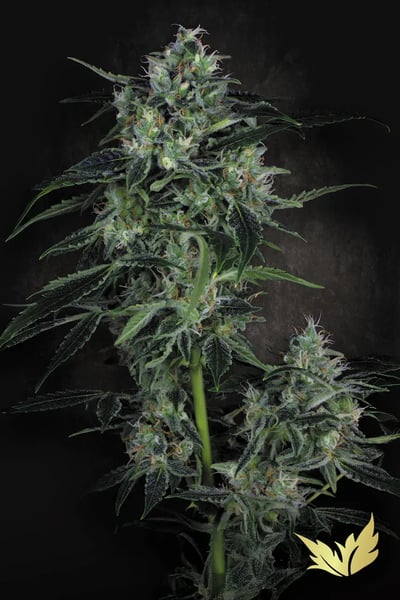 Auto Whiteberry