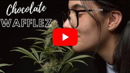 Chocolate Wafflez - Seed to Harvest by Homegrow TV