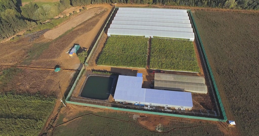 Daya Fundation grows Paradise Seeds Strains