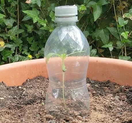 Une petite graine de cannabis à l'intérieur d'une bouteille en plastique.