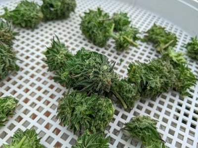 Enten und Veredeln von Cannabis
