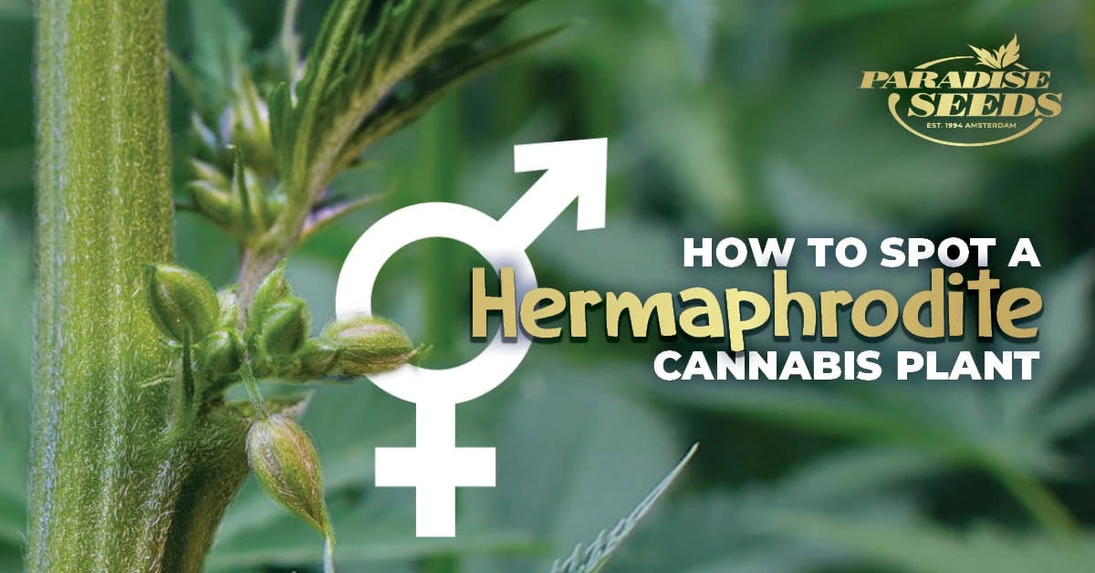 How to spot a hermaphrodite cannabis plant cover artwork