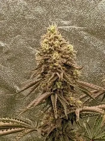 Chocolate Wafflez bud