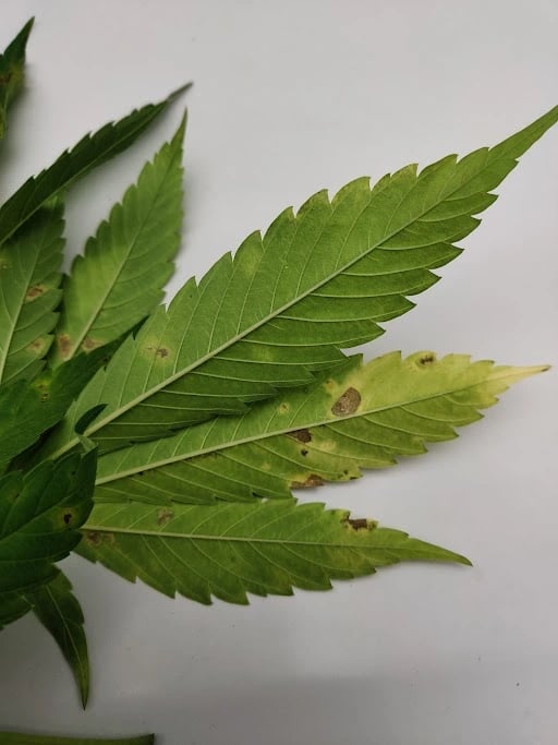 Schädlinge und Schimmel bei Cannabis - falscher MehltauCannabis pests and mold issues - downy mildew