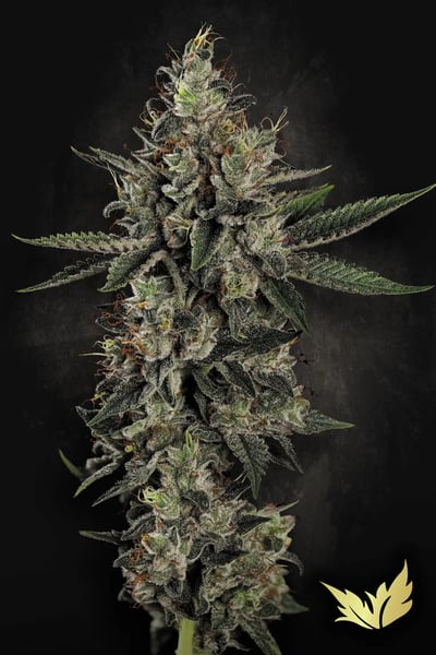 Candy Breath