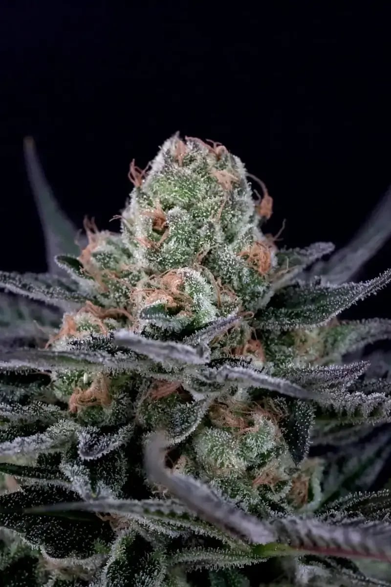 Cannabis-Knospe Caramba