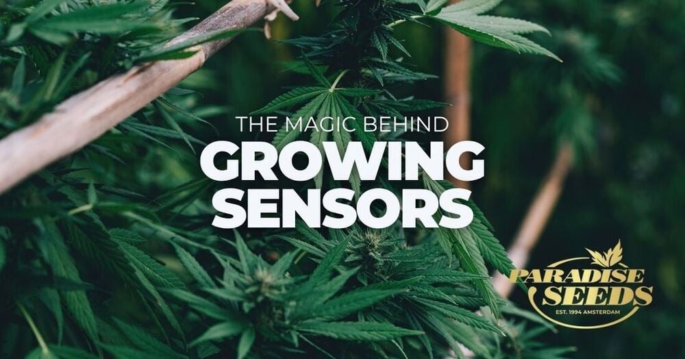 How cannabis sensors work