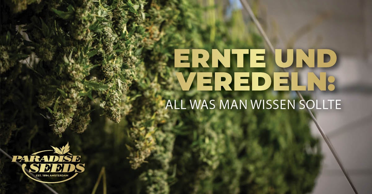 Ernten und Veredeln von Cannabis