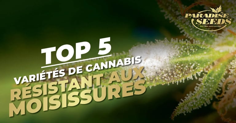 Top 5 des variétés de Cannabis résistantes à la moisissure