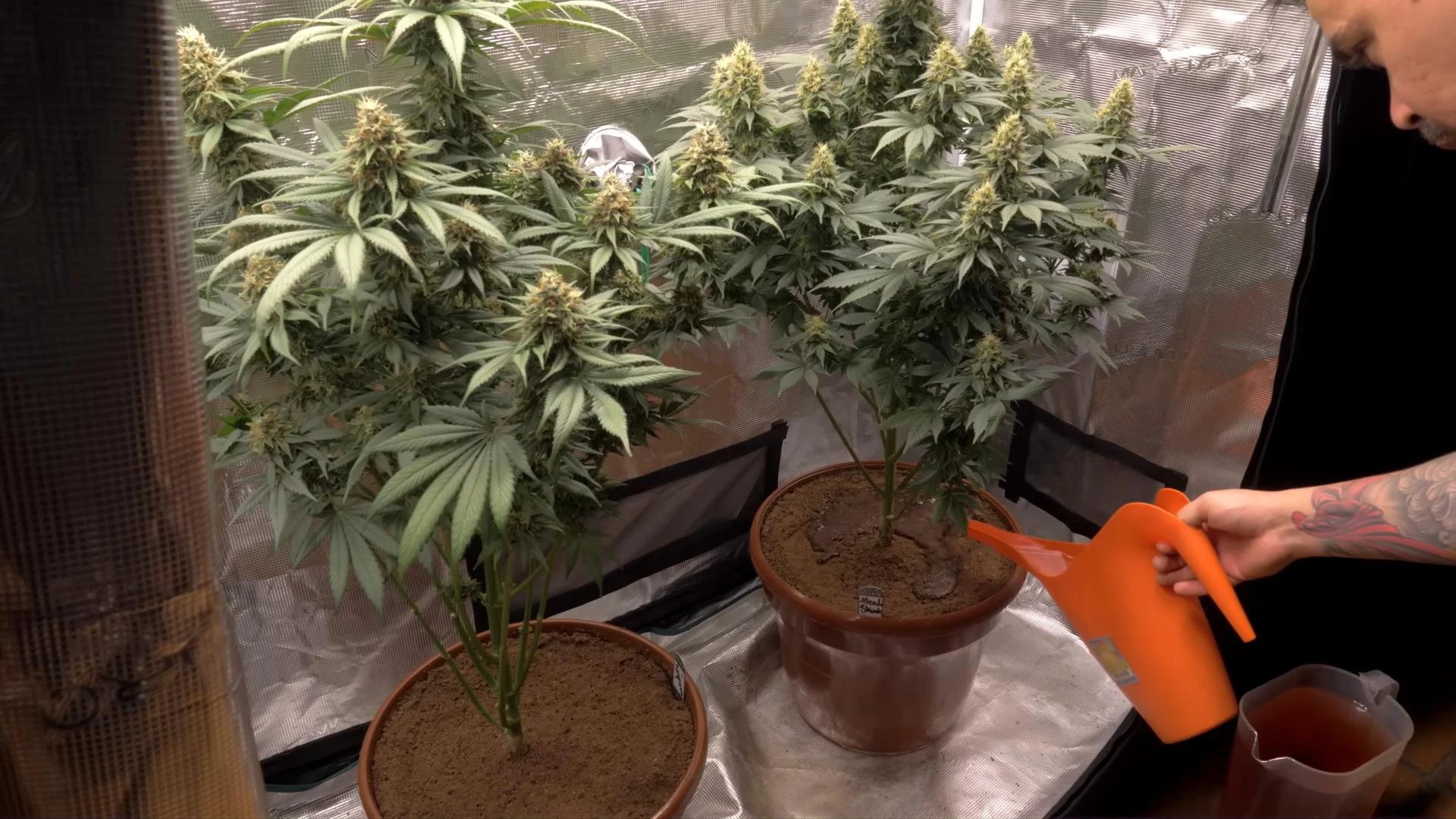 Arrosage des plants de cannabis après le « lollipopping »