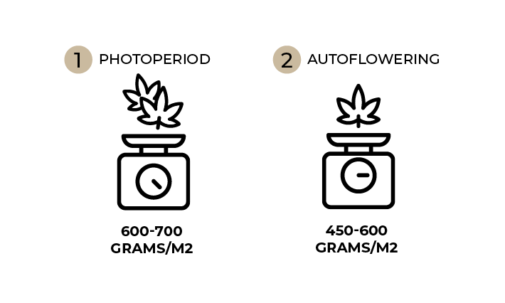 Photoperiod vs autoflower weights diagram.