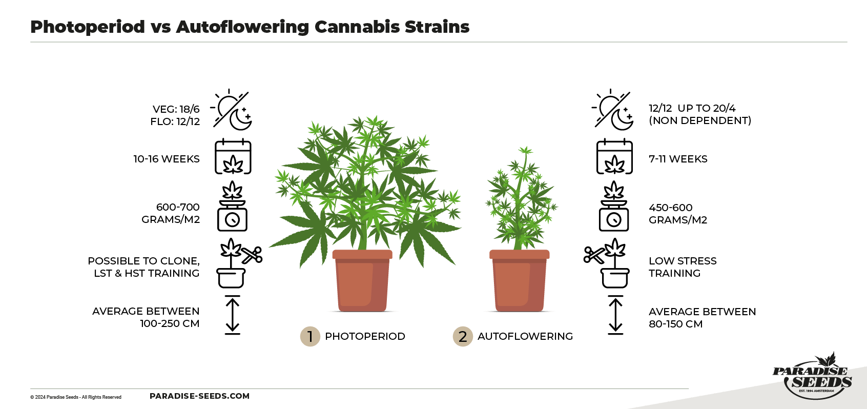 photoperiod vs autoflower cannabis strains comparison diagram.