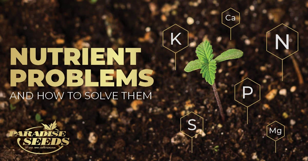 Nährstoffe im Cannabisboden. Probleme und Lösungen. 
