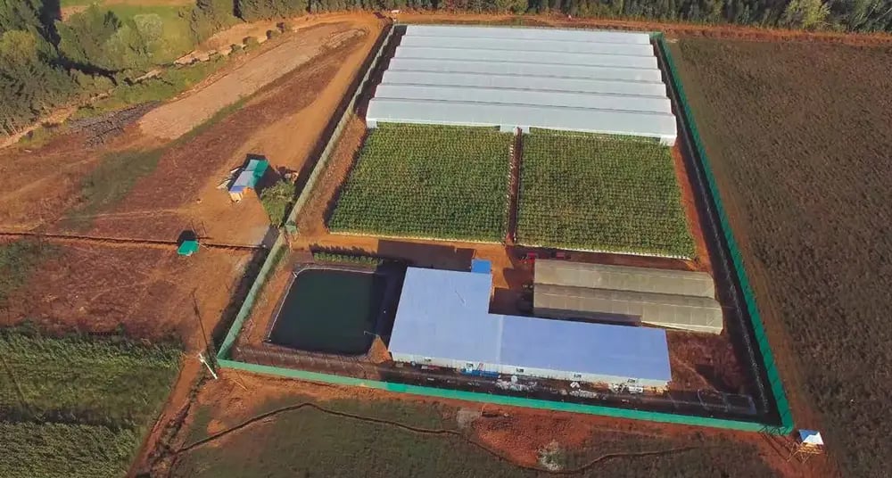 The Daya Foundation cannabis plantation.