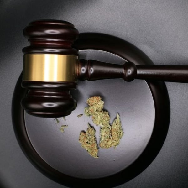 Cannabis en de rechtshamer