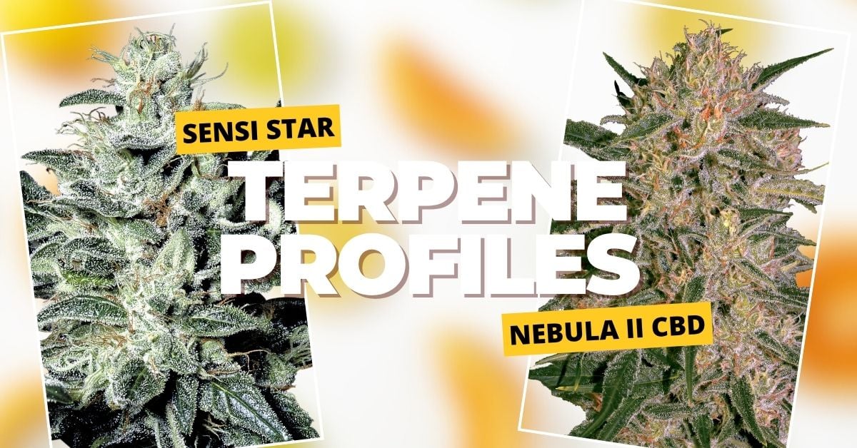 Sensi Star and Nebula terpene analysis article artwork