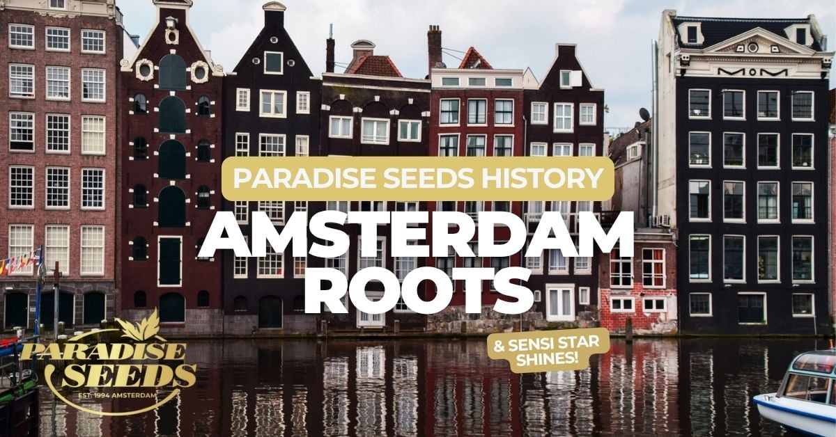 Paradise Seeds Amsterdam Roots article cover
