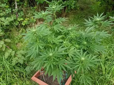 Eine gesunde Cannabispflanze im Freien