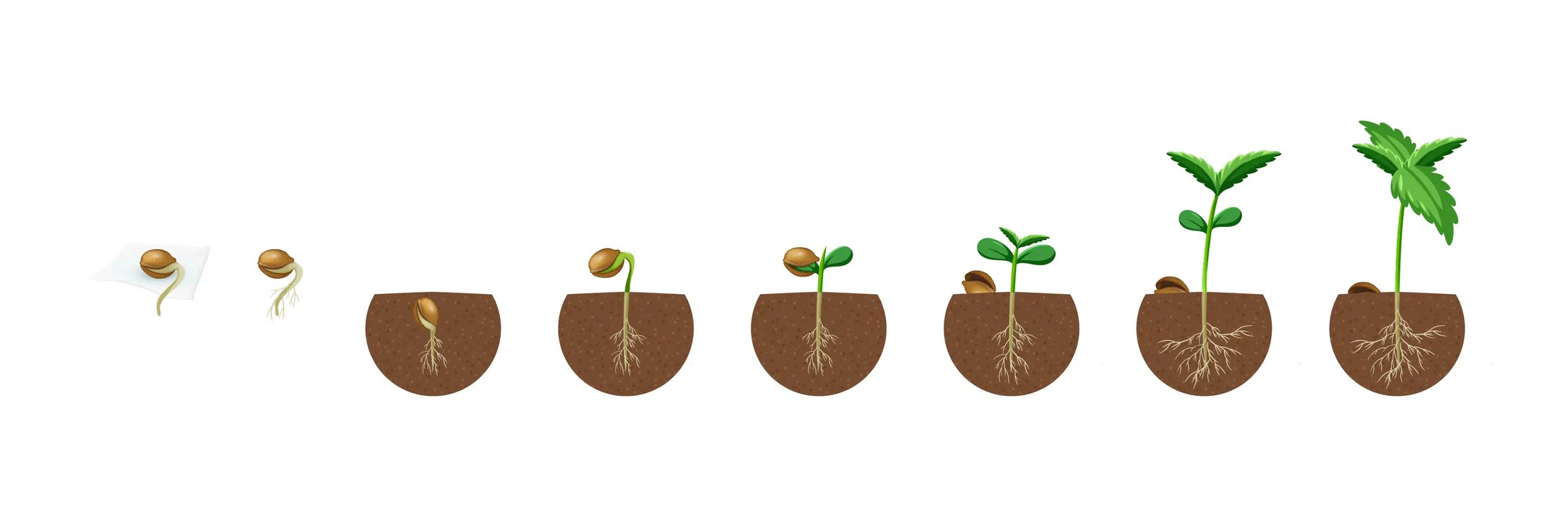 Infographic of the growth of a cannabis into a seedling