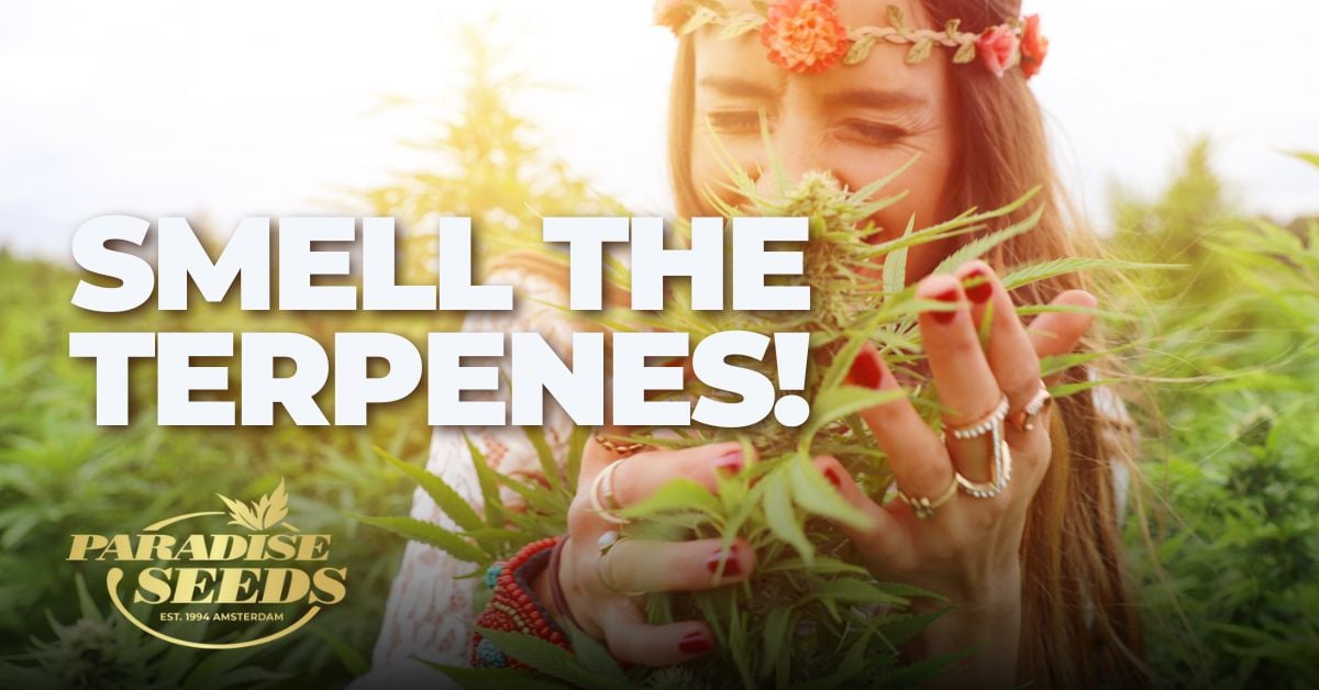Smell the terpenes article cover
