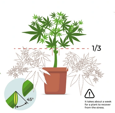expliquant où et comment pratiquer la technique du « lollipop » sur les plants de cannabis
