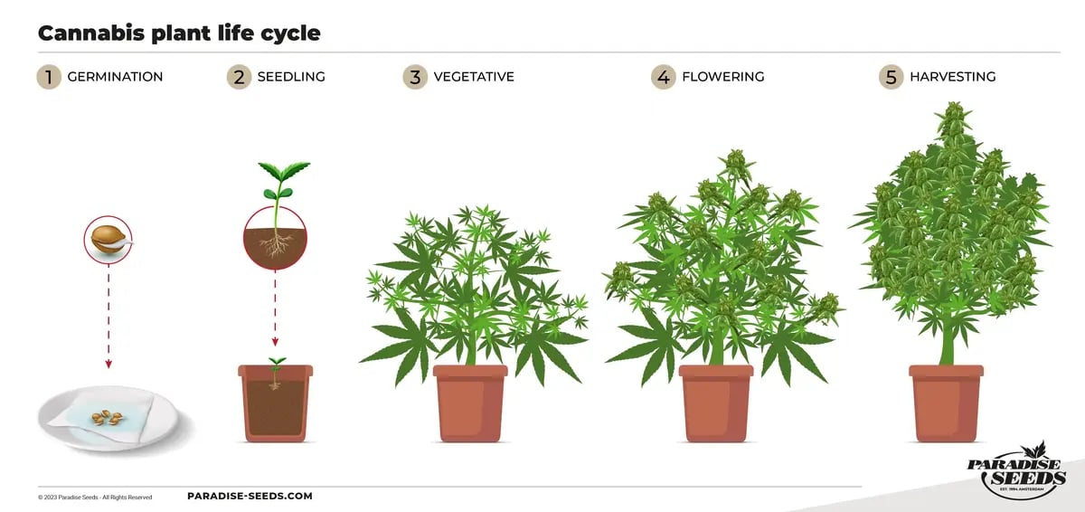 Cannabis cultivation stages - from seed to flower