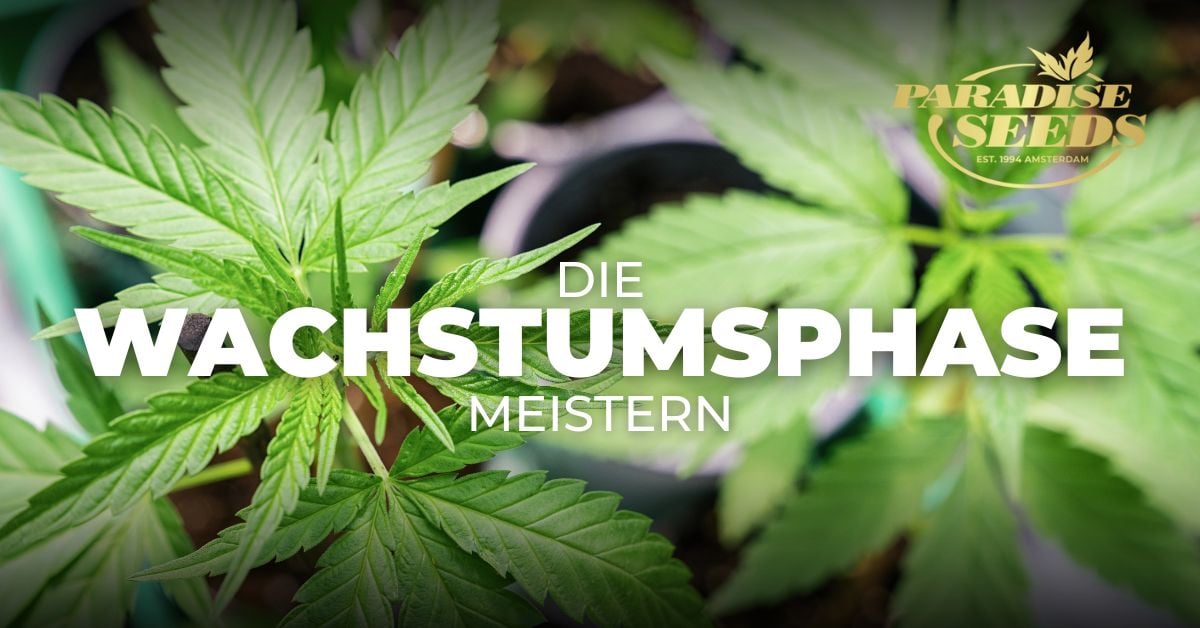 Die Wachstumsphase von Cannabis erklärt