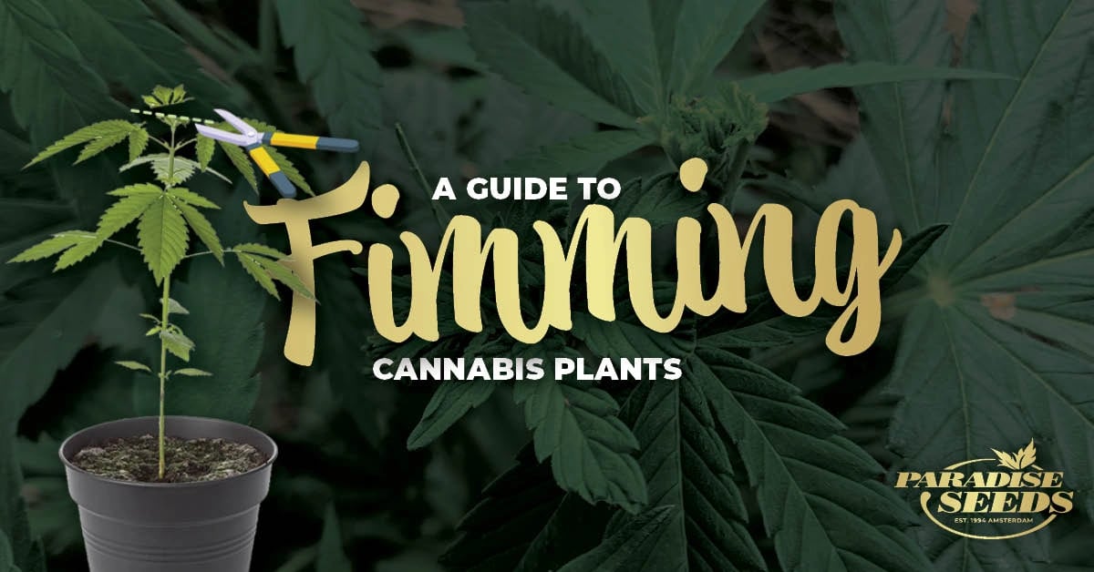 Guide to Fimming