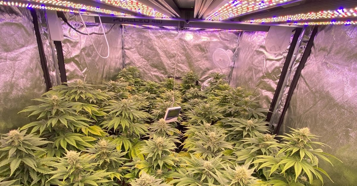 Quarantäne &amp; Indoor-Grows