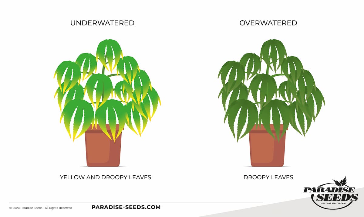 Cannabis underwatering vs overwatering
