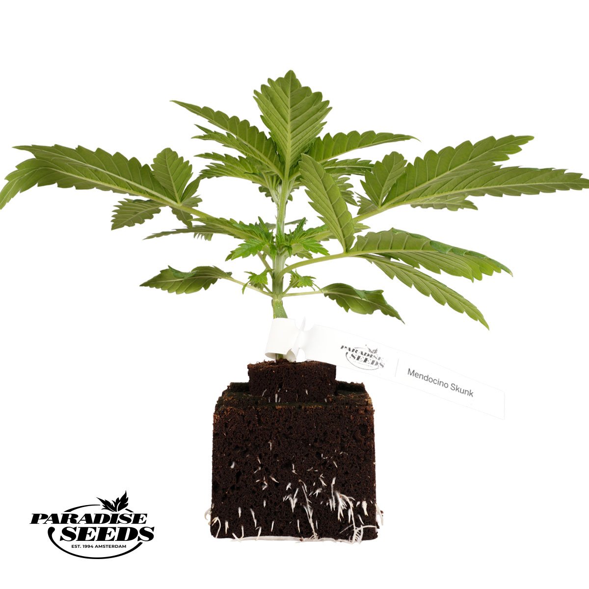 Mendocino Skunk Samlinge