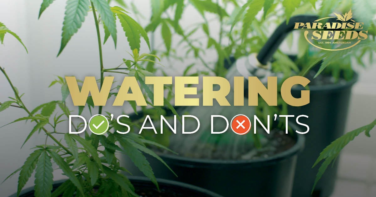 Watering Cannabis Do's and Dont's