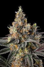 Tostones cannabis plant from the Black Amber Collection from Compound Genetics sold by Paradise Seeds