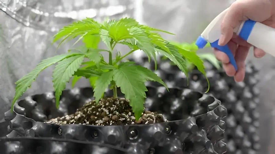 Spraying cannabis plant