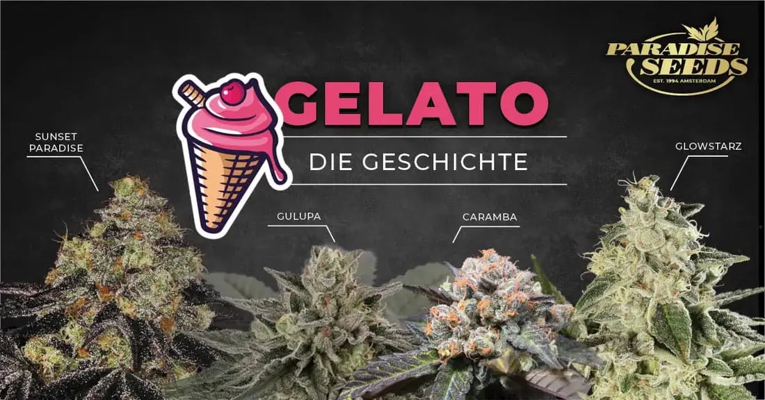 Gelato strain history cover DE
