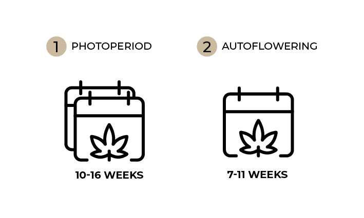 Seed to harvest timings for cannabis plants diagram.