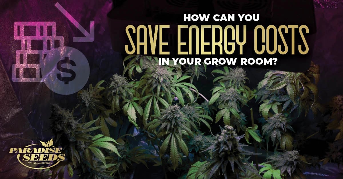 Save energy in my grow room Article image
