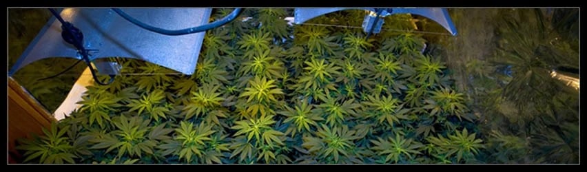 Nebula in a grow room
