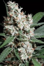 Amnesia cannabis strain