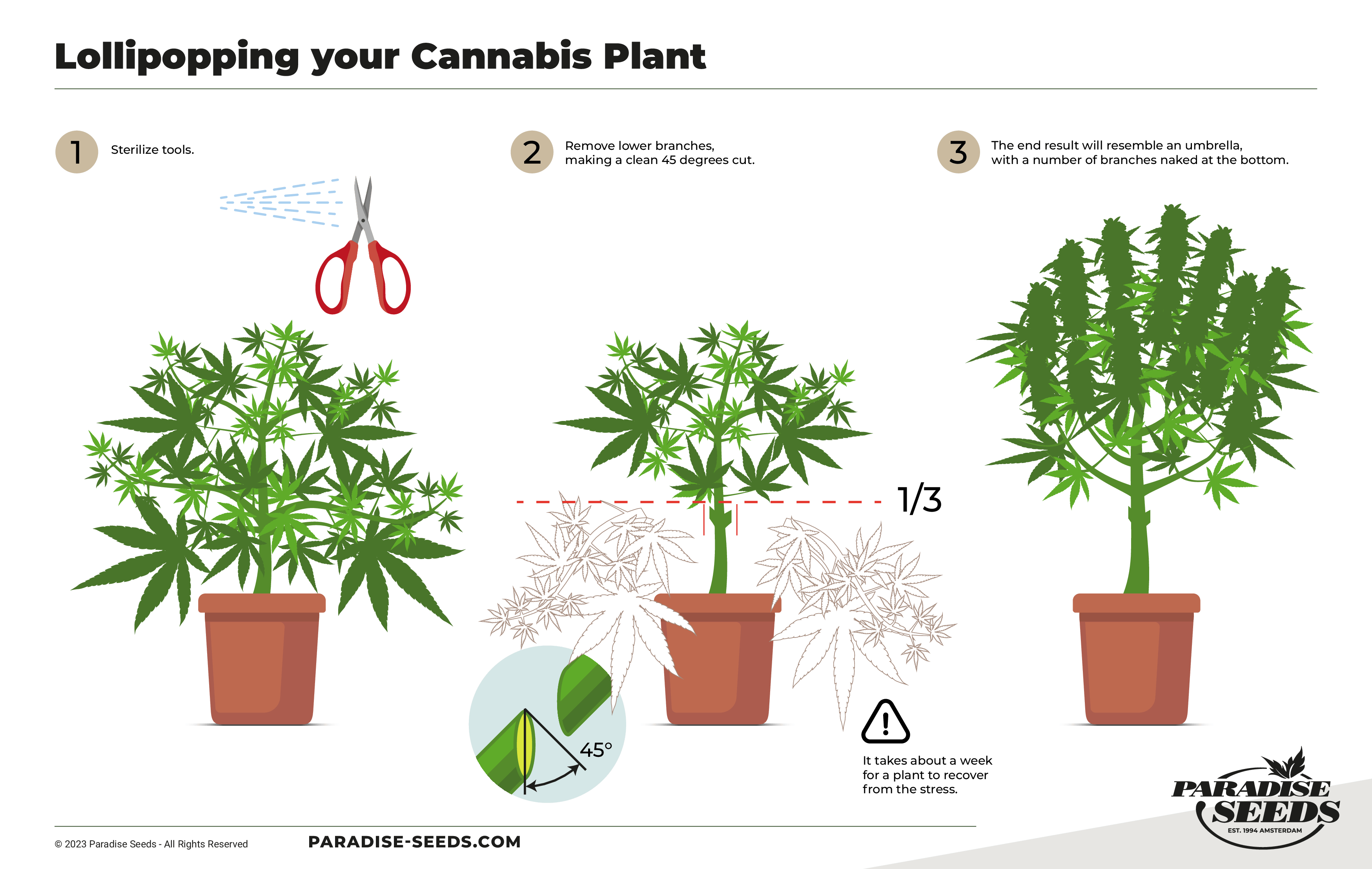 Guide étape par étape expliquant comment façonner le cannabis en « sucette », quels outils utiliser et sous quel angle couper.