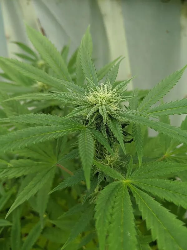 Beispiel einer Knospe im frühen Cannabisblütestadium.