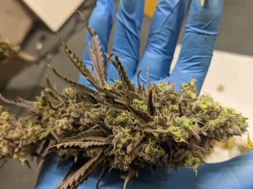 Bud von einer geernteten Paradise Seeds Chocolate Wafflez
