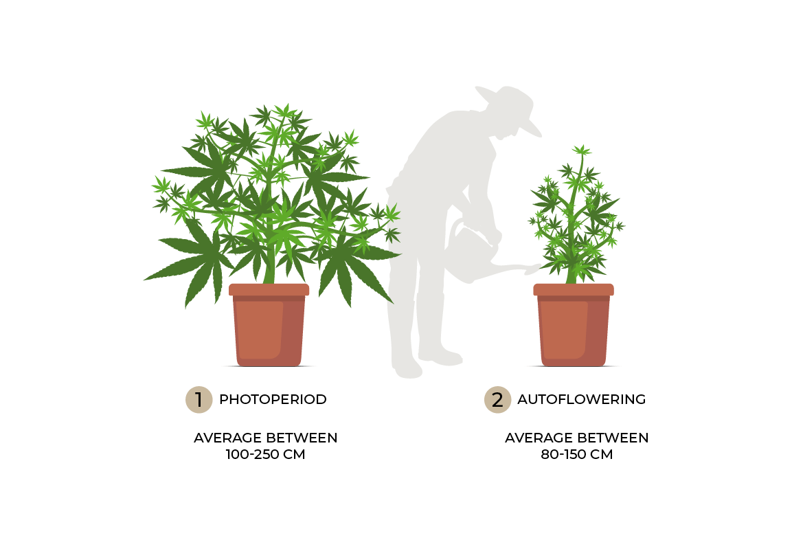 Size comparison of photoperiod and autoflower cannabis plants.
