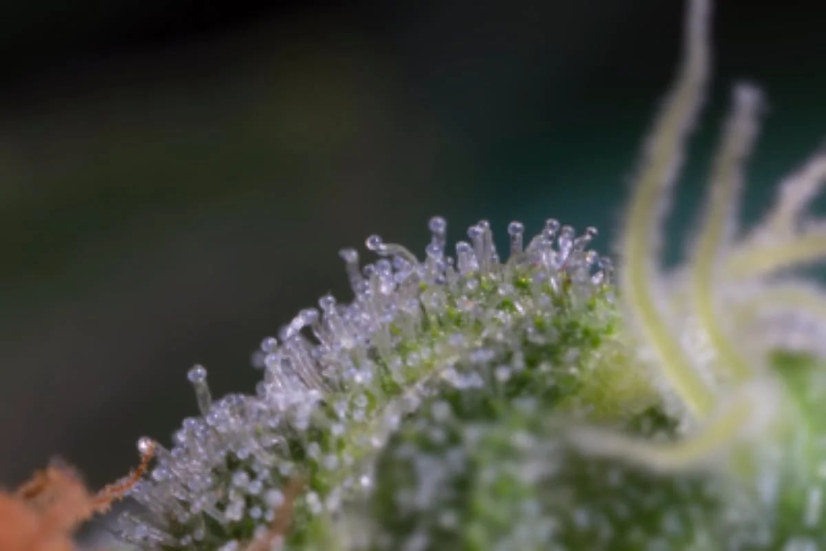 Cannabis trichomes - 