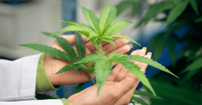 Cannabis - Probleme mit Schädlingen und Schimmel 