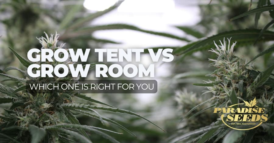 grow tent vs grow room- what are the differences and which one is right for you