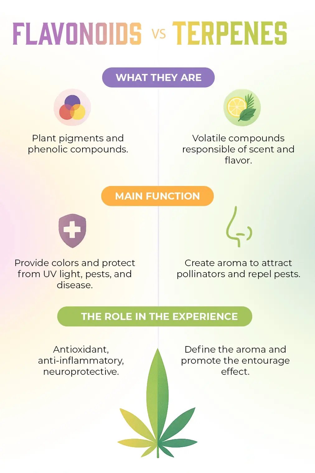 Flavonoids and terpenes infographic