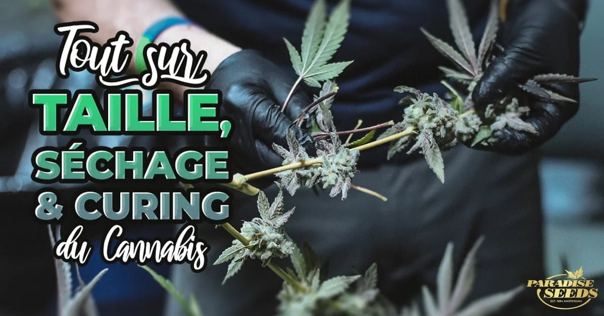 Séchage et le Curing du Cannabis